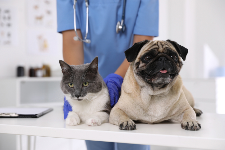 Veterinario examinando perro y gato