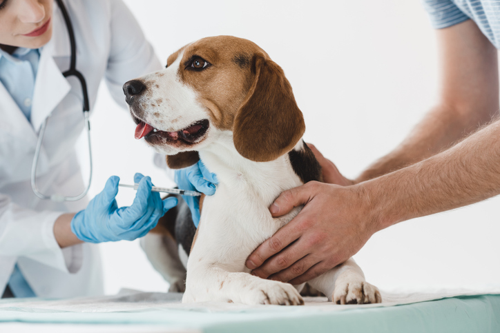 Vacuna a perro