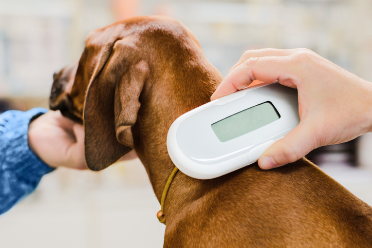 Veterinario checkeando microcip perro