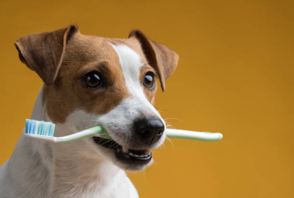 10 consejos para mantener la salud bucal de tu mascota