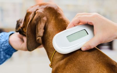Veterinario checkeando microcip perro